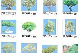 桂花12张PS