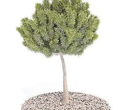 国外精品植物-树木-灌木3D模型8-5套5