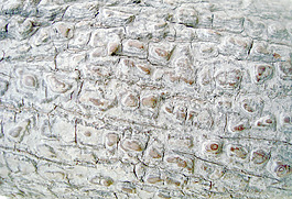 weired_bark_texture