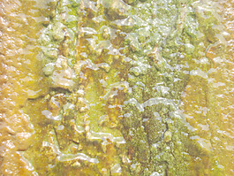 wet_lichen_texture