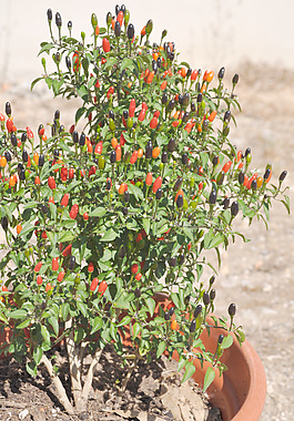 山胡椒花图片 山胡椒花素材 山胡椒花模板免费下载 六图网