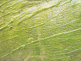 wet_lichen_texture