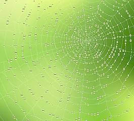 蜘蛛网背景矢量素材03