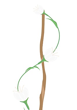 白玫瑰节背景