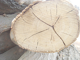 wood_trunk_tree