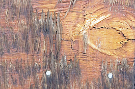 木材表面纹理42