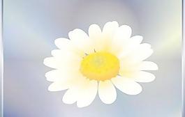 romashka菊花1