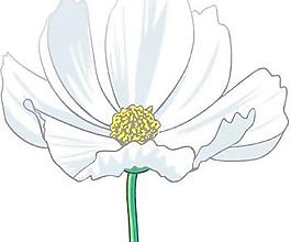 romashka菊花6