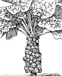 豆芽剪贴画