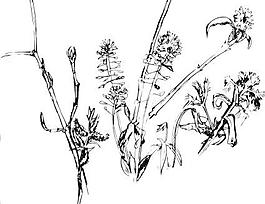 forest_plants2004剪贴画