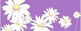 romashka菊花9