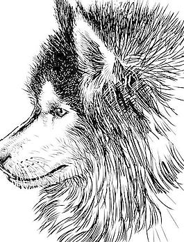 手工绘制的爱斯基摩狗矢量04