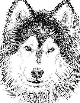 手工绘制的爱斯基摩狗矢量02