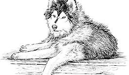 手工绘制的爱斯基摩狗矢量03