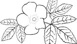 罗萨acicularis轮廓剪贴画