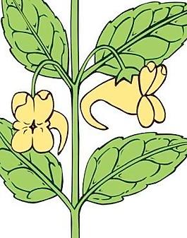 Ku凤仙花aurella剪贴画