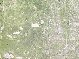 green_texture_ - _lichen