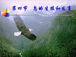 丰富多页课件内容PPT模板