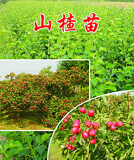 山楂苗