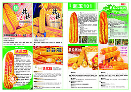 玉米种子报纸