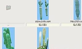仙人柱-沙漠类——植物素材