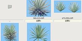 剑麻-沙漠类——植物素材