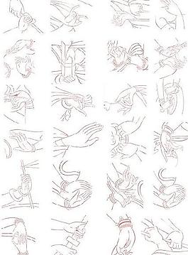 佛手柑矢量素材