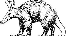 Aardvark剪贴画