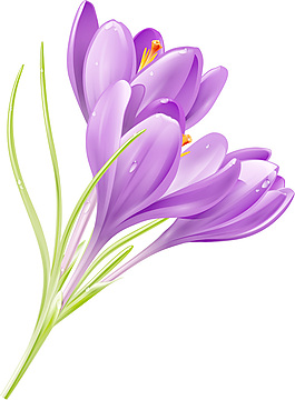 紫色的花