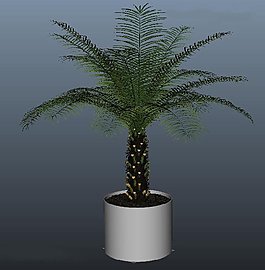 铁树模型