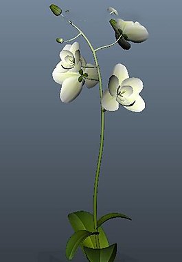 高贵的兰花