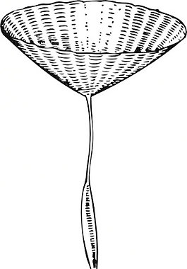 山羊胡子种子剪贴画