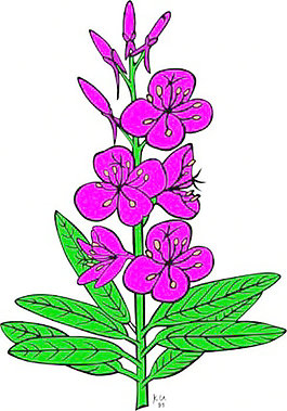Ku柳兰剪贴画