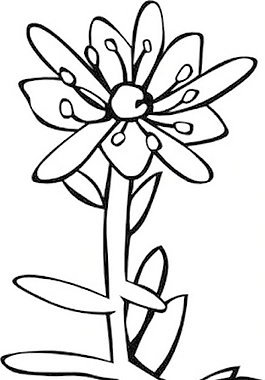 GG虎耳草aizoides轮廓剪贴画