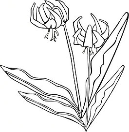 GG Erythronium桔梗轮廓剪贴画