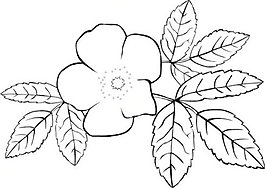 罗萨acicularis轮廓剪贴画