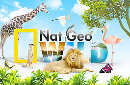 野生动物园海报