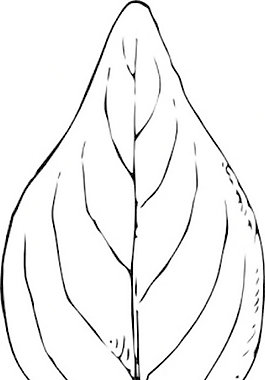 长春花叶剪贴画