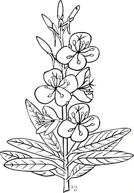 Ku柳兰轮廓剪贴画