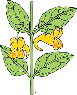凤仙花鹗剪贴画
