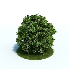 室外植物