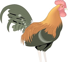 鸟67