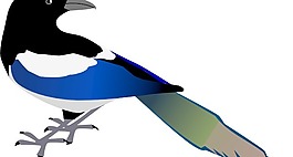 喜鹊的剪辑艺术