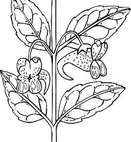 Ku凤仙花鹗