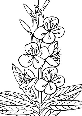 Ku柳兰轮廓剪贴画