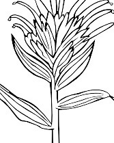 KuCastilleja君子兰轮廓剪贴画