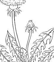 Ku蒲公英轮廓剪贴画