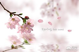 浪漫樱花psd素材