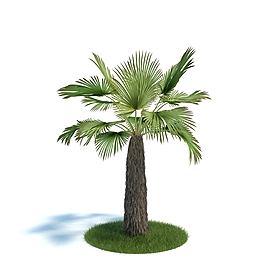 热带植物
