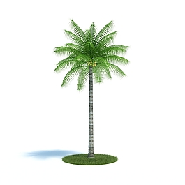 热带植物